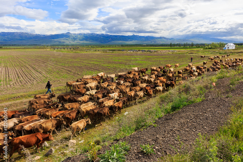 Walking outdoors cattle herd. A beautiful view.