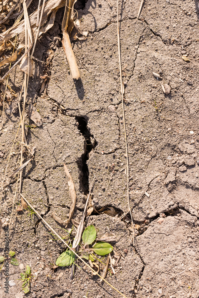 Cracked soil of dry corn field with one plant Cracked soil of dry corn field with one plant