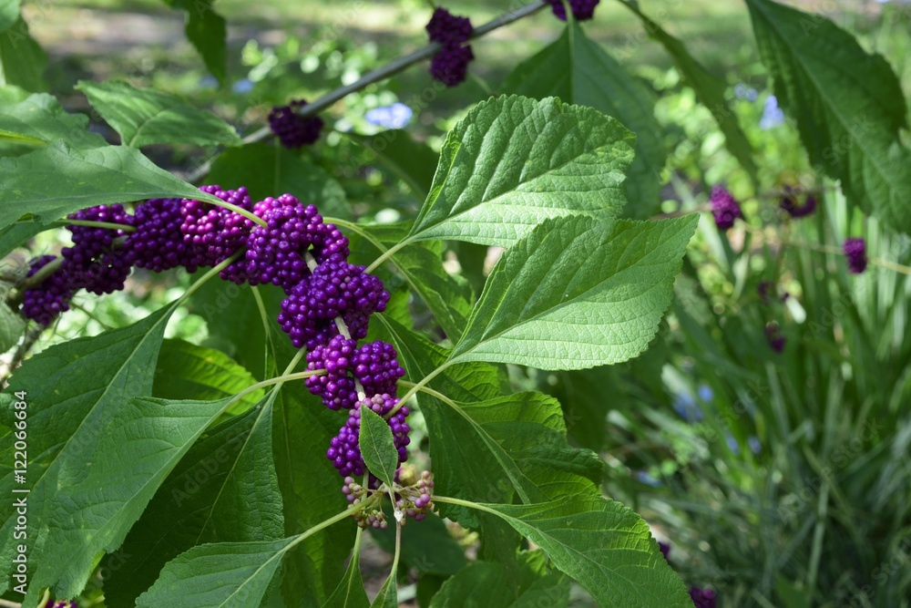 Issai Purple Japanese Beauty berry Issai Purple Japanese Beauty berry