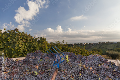 Grape harvest in a vineyard. Blue sky background with white clouds photo