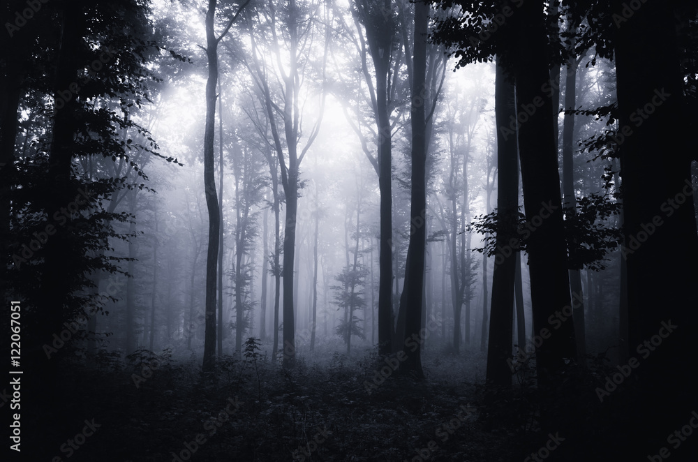 Fototapeta scary halloween forest