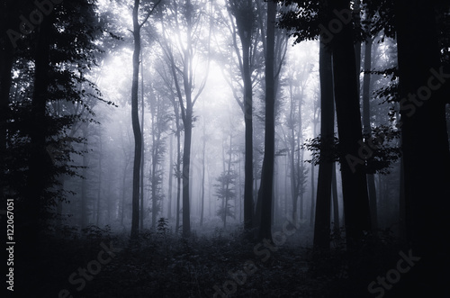 scary halloween forest