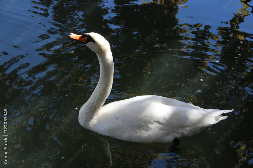 Naklejka premium Swan