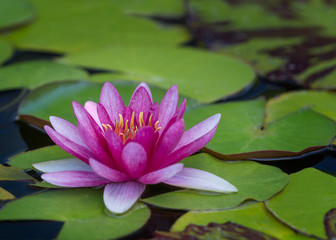 Acrylglasbilder Wasserlilien Lila Seerose mit großen Schwimmblättern  © gnagel