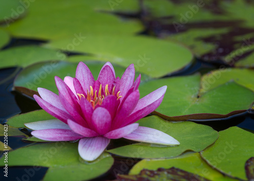 Fototapeta Naklejka Na Ścianę i Meble -  Purple water lily floating on pond with large green leaves
