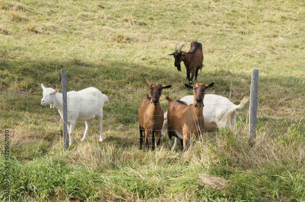 Fototapeta premium Chèvres dans leur enclos 