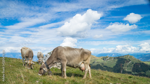 Cows on the mountains