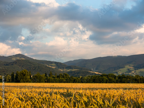 Getreidefeld mit Bergen im Hintergrund