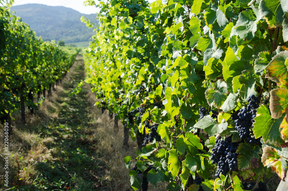 Vineyard in Alsace in France