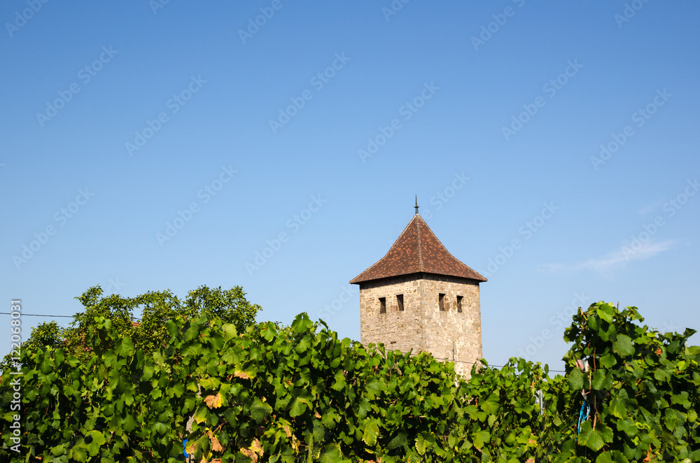 French vineyard in Dambach-la-Ville