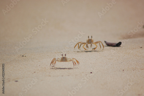 Couple de crabe jaune