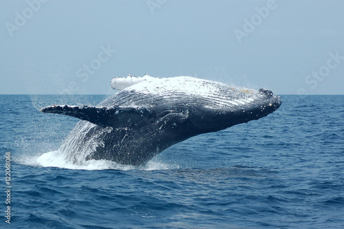 Baleine à bosse photo