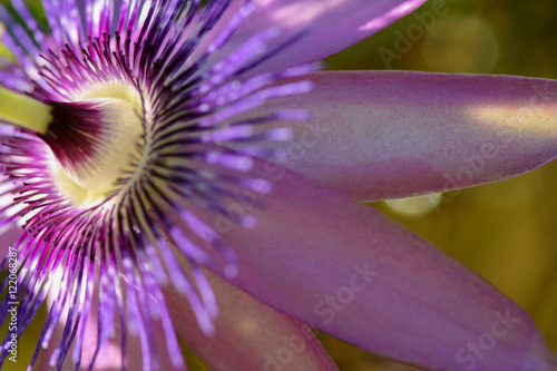 Passionflower closeup