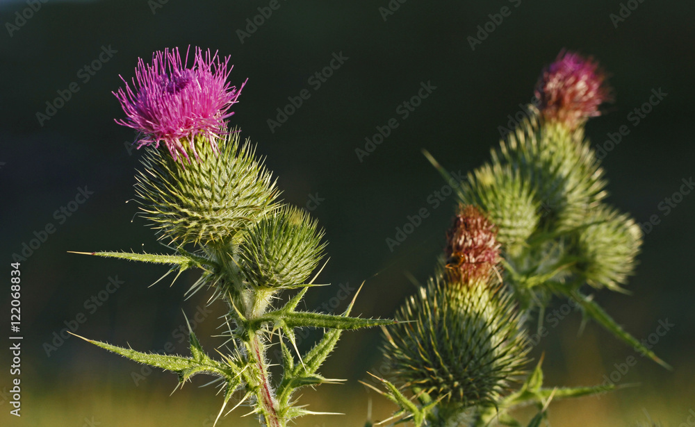 Spear thistle Cirsium vulgare Spear thistle Cirsium vulgare