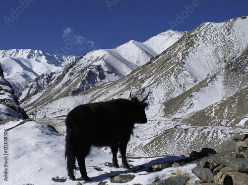 Cow and Himalayan mountains in Ladakh, India. Hemis High Altitude National Park. photo