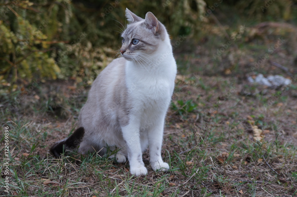 Photo Stock Chat Beige Aux Yeux Bleus Adobe Stock