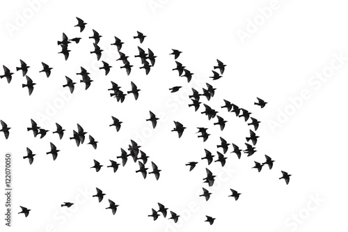 flock of birds isolated on white background, starlings