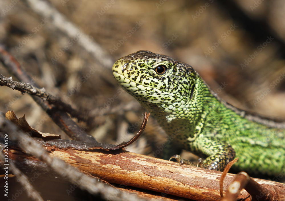Male sand lizard Lacerta agilis agilis in courtship colour in Finland. Male sand lizard Lacerta agilis agilis in courtship colour in Finland.