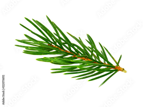fir branch isolated on white.without a shadow. close-up. © 151115