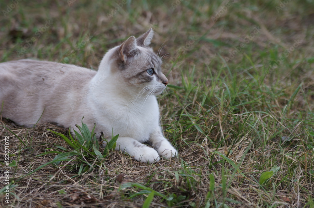 chat beige aux yeux bleus