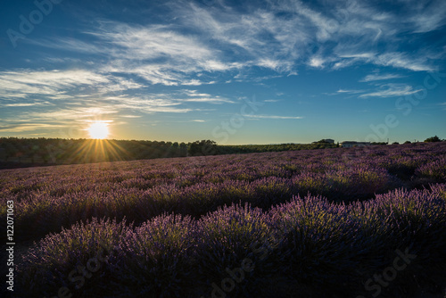 lavender and sunrise