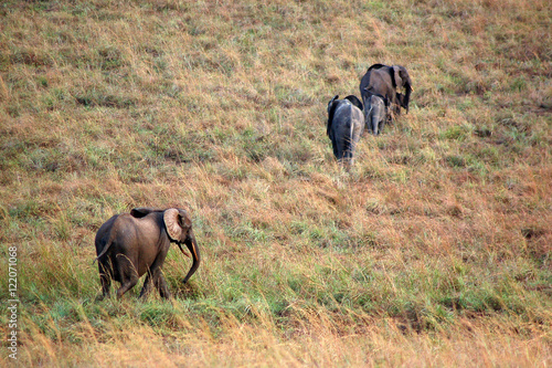 Eléphant d'Afrique centrale photo