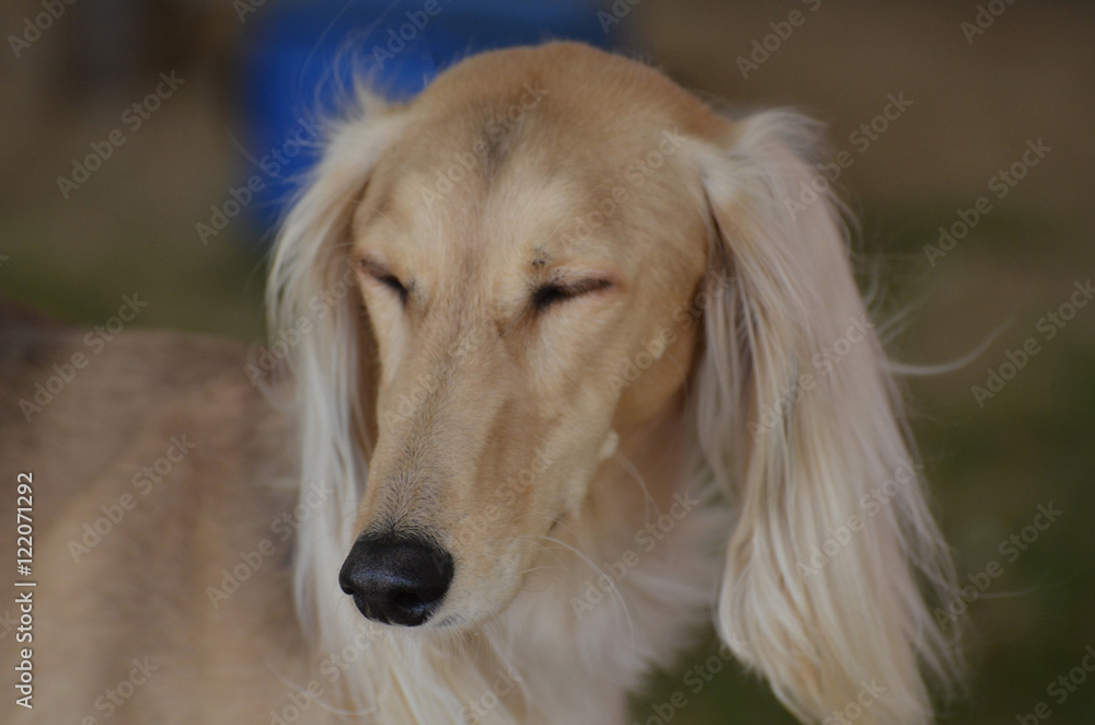 Arabischer Windhund" Images – Browse 13 Stock Photos, Vectors, and Video |  Adobe Stock
