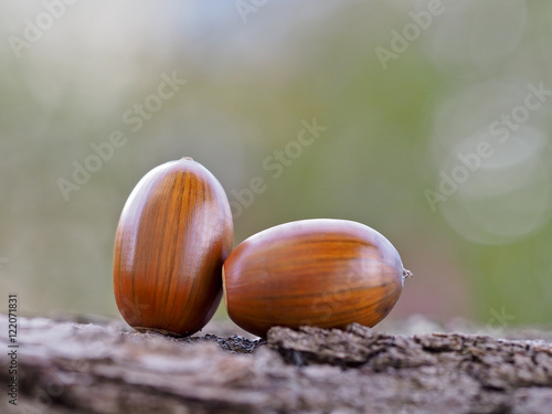 Oak acorns dried © Karol Zieliński