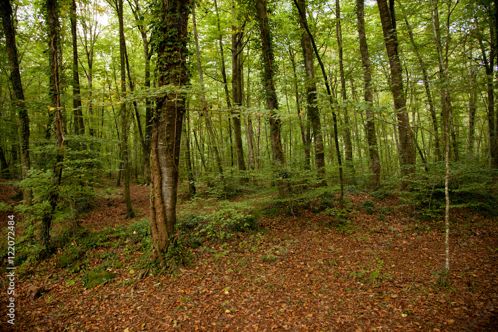Obraz premium Bosque de hayas