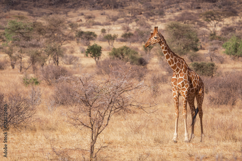 Obraz premium giraffes, Samburu, Kenya