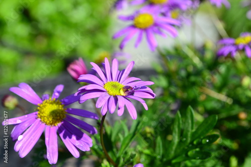 Purple Flower Margerite in Nature with a Waterdrop