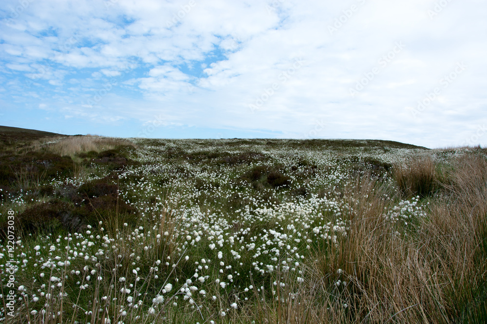 Bog cotton hillside Bog cotton hillside