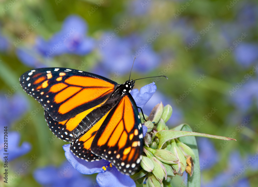 Dorsal view of a Monarch butterfly on a beautiful blue Spiderwort flower Dorsal view of a Monarch butterfly on a beautiful blue Spiderwort flower