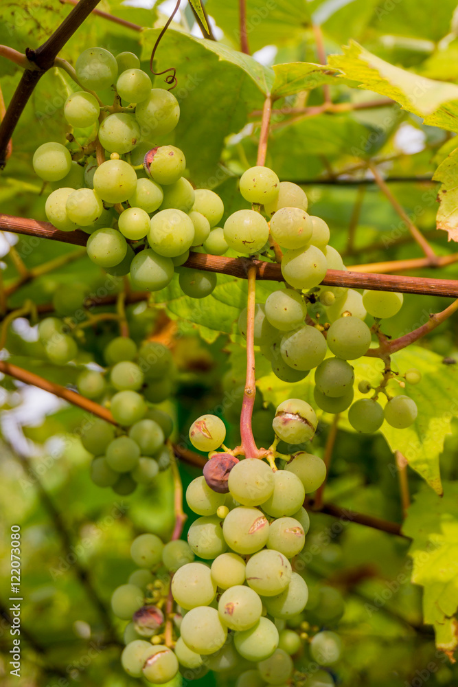 Ripe Bunche of White Wine Grapes. Grape. Grape harvest. Grape p Ripe Bunche of White Wine Grapes. Grape. Grape harvest. Grape p