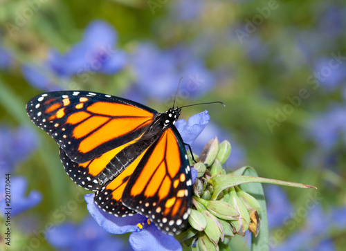 Dorsal view of a Monarch butterfly on a beautiful blue Spiderwort flower