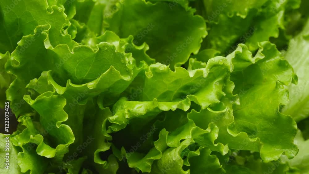 Close-up of salads leaf