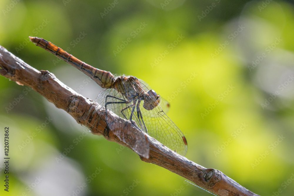 Sympétrum commun (Sympetrum vulgatum) femelle Sympétrum commun (Sympetrum vulgatum) femelle