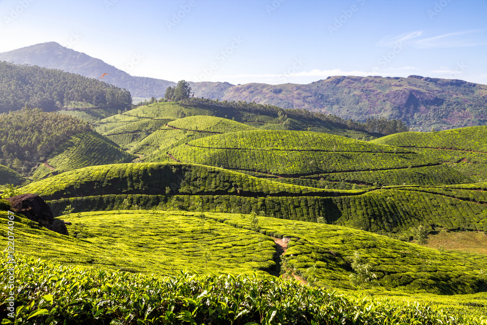 Südindien - Teeplantage in Munnar 