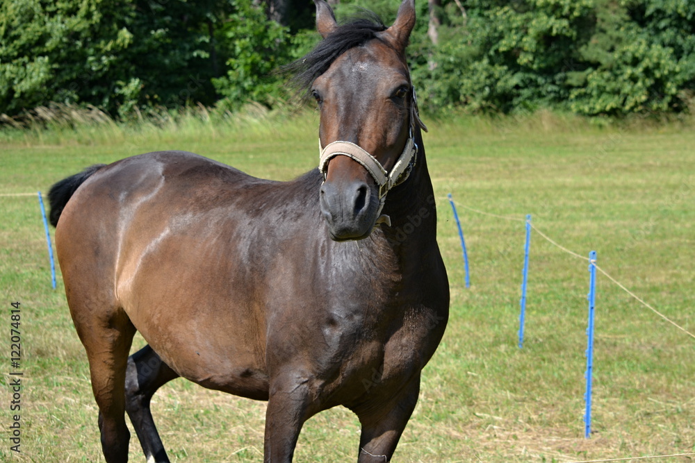 Fototapeta premium brown horse on the grass freely graze