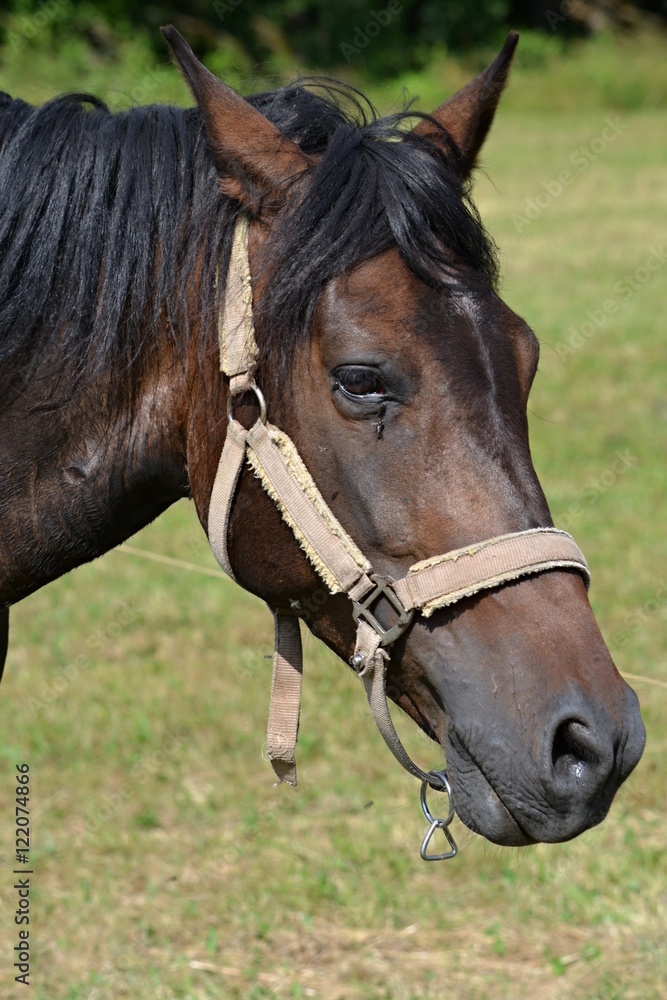 brown horse on the grass freely graze brown horse on the grass freely graze