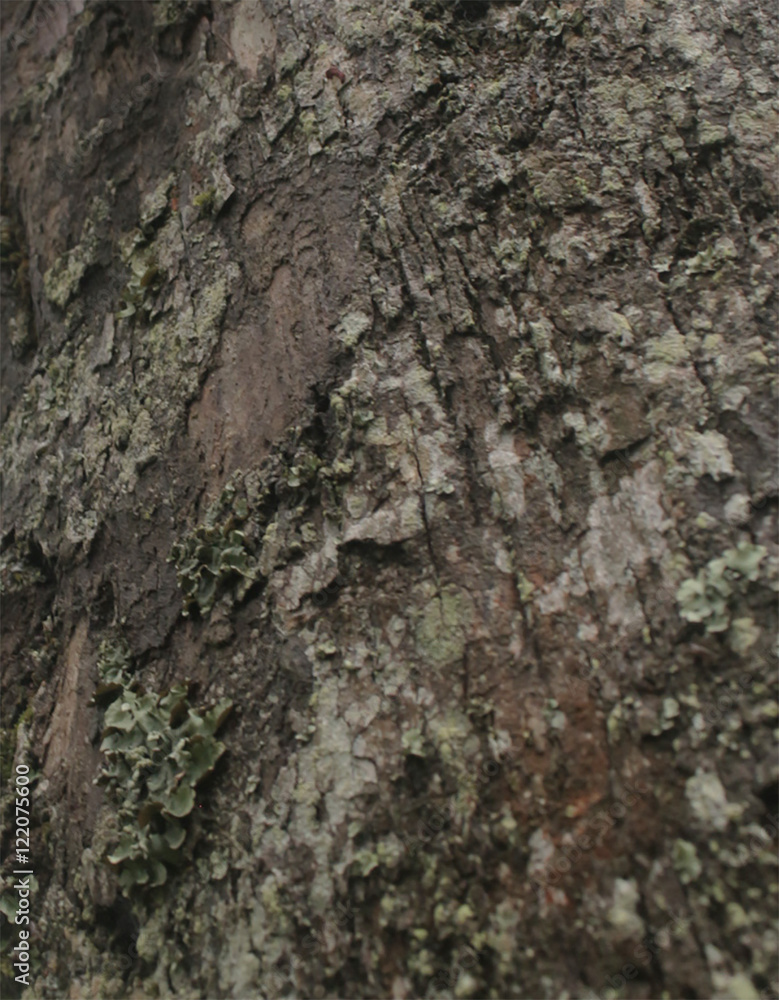 Textura Arbol Pino