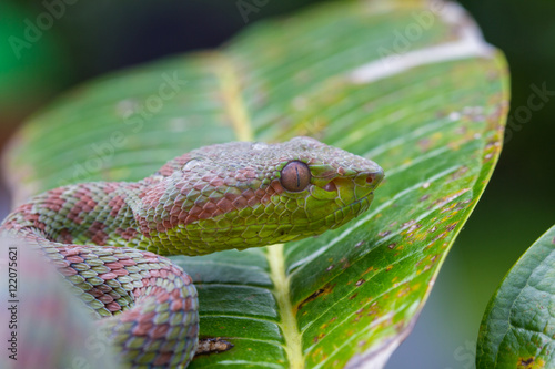 Close up Pitviper snake photo