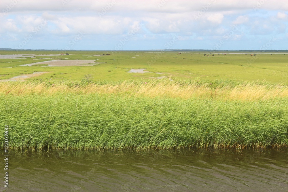Fototapeta premium Vejlerne nature reserve in Northern Jutland, Denmark. It is the largest bird sanctuary in Northern Europe.