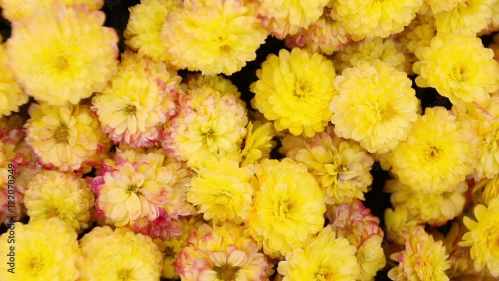 Yellow chrysanthemum flowers in the garden Yellow chrysanthemum flowers in the garden