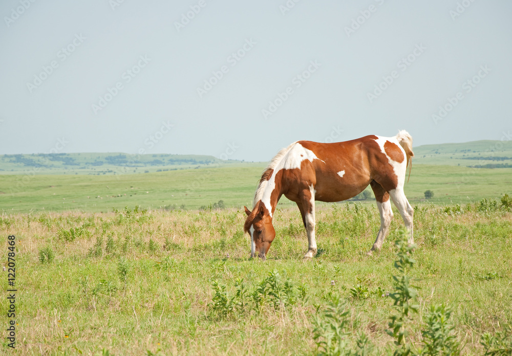 Chestnut and white paint horse grazing in pasture against wide open prairie background