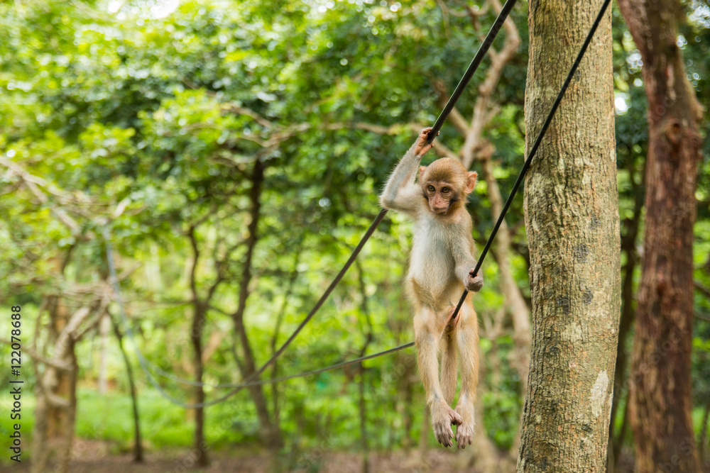 Fototapeta premium Monkey on wire in tropical forest in Hainan