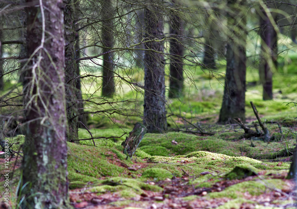 Skandinavischer Wald - Waldboden mit Moos bedeckt Skandinavischer Wald - Waldboden mit Moos bedeckt