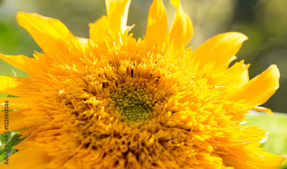 beautiful yellow flower of a sunflower on nature beautiful yellow flower of a sunflower on nature