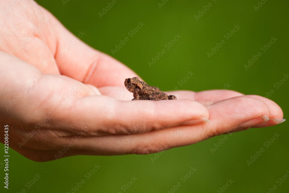 Young toad sitting on a hand