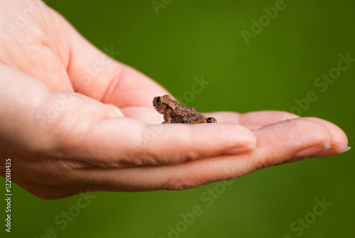 Young toad sitting on a hand © Phil
